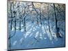 Winter Woodland, Near Newhaven, Derbyshire-Andrew Macara-Mounted Giclee Print