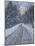 Winter Woods-Bruce Dumas-Mounted Giclee Print