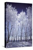 Winter-null-Stretched Canvas