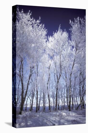 Winter-null-Stretched Canvas