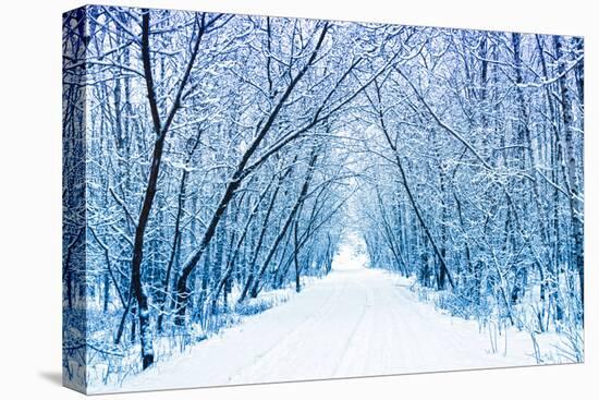 Winter-WDG Photo-Stretched Canvas