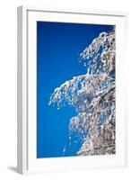 Winter-Molka-Framed Photographic Print