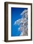 Winter-Molka-Framed Photographic Print