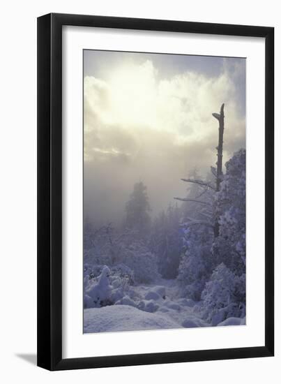 Winter-null-Framed Photographic Print