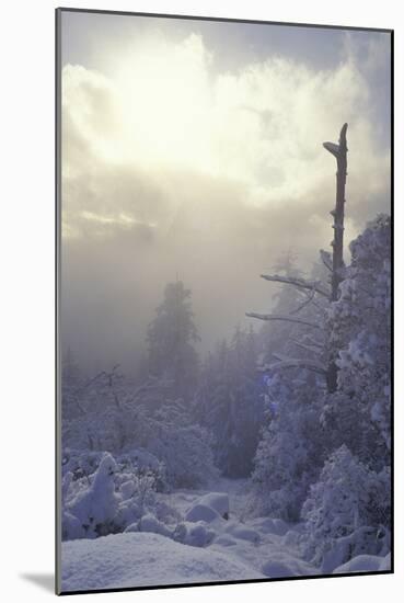 Winter-null-Mounted Photographic Print