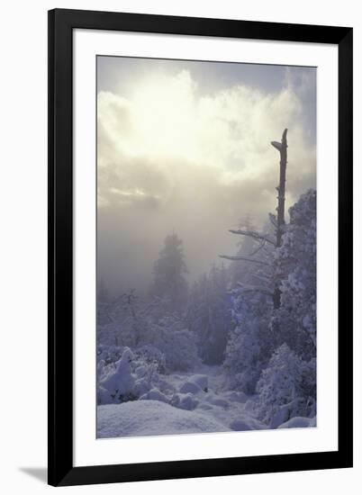 Winter-null-Framed Photographic Print