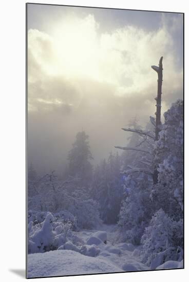 Winter-null-Mounted Photographic Print