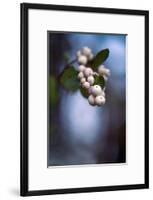 Winterberries 2-Ursula Abresch-Framed Photographic Print