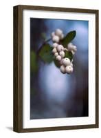 Winterberries 2-Ursula Abresch-Framed Photographic Print