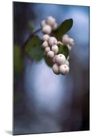Winterberries 2-Ursula Abresch-Mounted Photographic Print