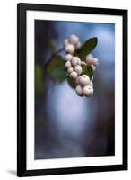 Winterberries 2-Ursula Abresch-Framed Photographic Print