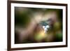 Winterberries-Ursula Abresch-Framed Premium Photographic Print