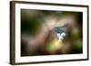 Winterberries-Ursula Abresch-Framed Photographic Print