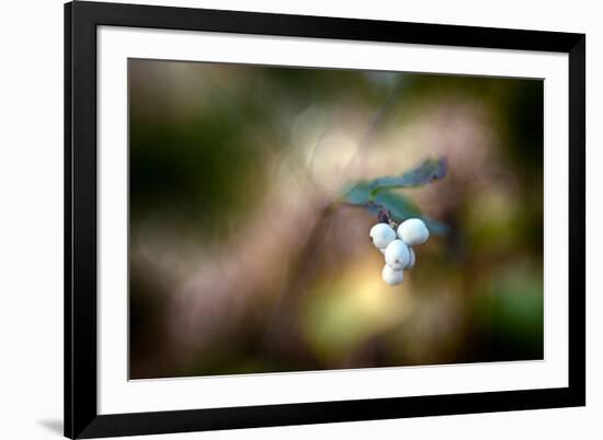 Winterberries-Ursula Abresch-Framed Photographic Print
