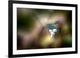 Winterberries-Ursula Abresch-Framed Photographic Print