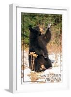 Wintergreen, Virginia - Bear Playing with Snow-Lantern Press-Framed Art Print