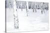 Winterland Path-Parker Greenfield-Stretched Canvas