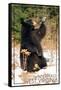 Winterplace, West Virginia - Bear Playing with Snow-Lantern Press-Framed Stretched Canvas