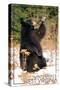 Winterplace, West Virginia - Bear Playing with Snow-Lantern Press-Stretched Canvas
