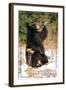 Winterplace, West Virginia - Bear Playing with Snow-Lantern Press-Framed Art Print