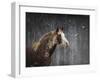 Winters Arrival Horse-Jai Johnson-Framed Giclee Print