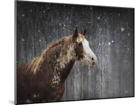 Winters Arrival Horse-Jai Johnson-Mounted Giclee Print