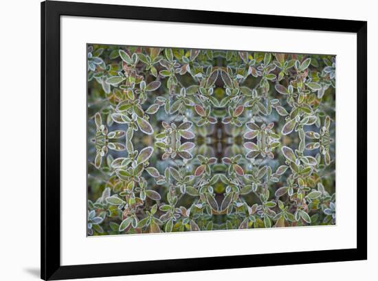 Winters frost on azalea leaves-Darrell Gulin-Framed Photographic Print