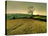 Winters Silence-Mark Gemmell-Stretched Canvas