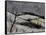 Winterscene 4531-Pol Ledent-Framed Stretched Canvas