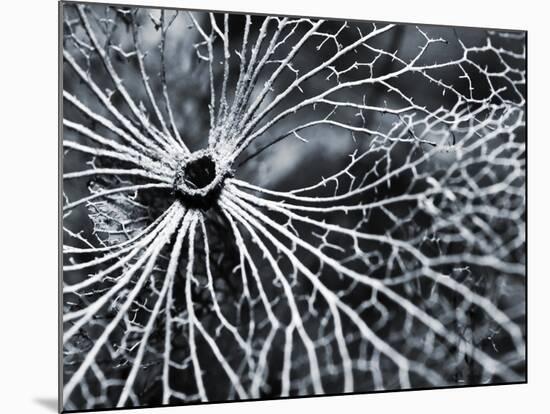 Winterspell-Design Fabrikken-Mounted Photographic Print