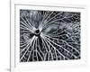 Winterspell-Design Fabrikken-Framed Photographic Print