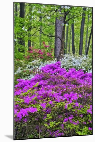 Winterthur Gardens, Delaware, USA-null-Mounted Photographic Print