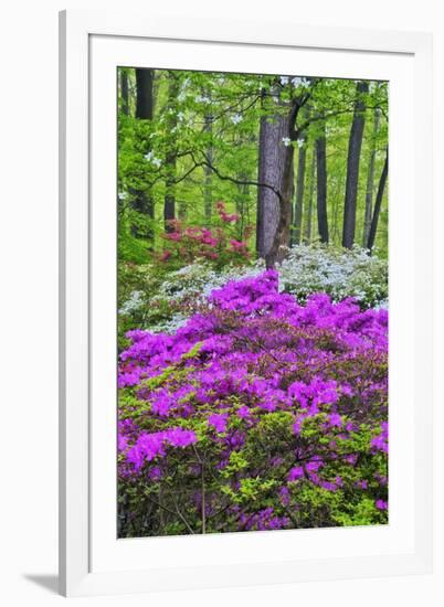 Winterthur Gardens, Delaware, USA-null-Framed Photographic Print