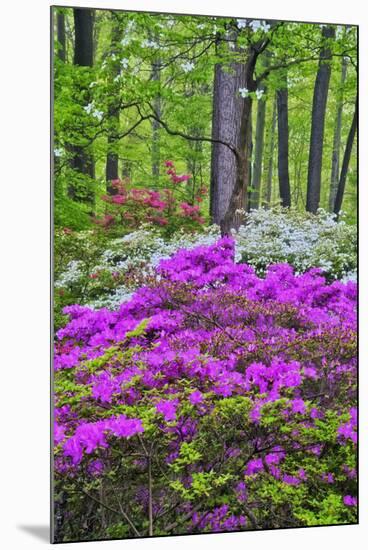 Winterthur Gardens, Delaware, USA-null-Mounted Photographic Print