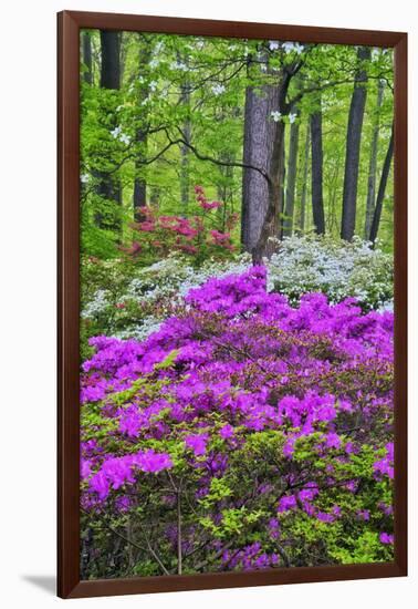 Winterthur Gardens, Delaware, USA-null-Framed Photographic Print