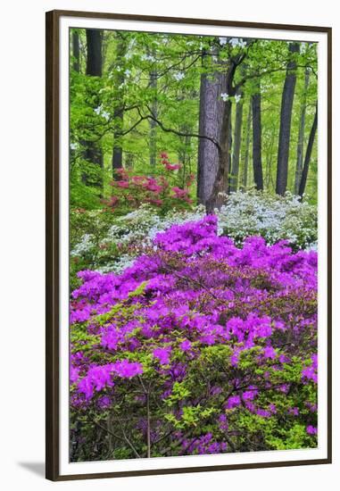 Winterthur Gardens, Delaware, USA-null-Framed Premium Photographic Print