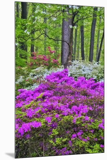 Winterthur Gardens, Delaware, USA-null-Mounted Premium Photographic Print