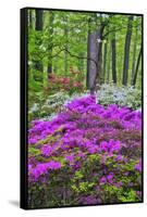 Winterthur Gardens, Delaware, USA-null-Framed Stretched Canvas