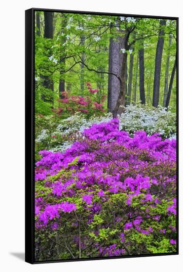 Winterthur Gardens, Delaware, USA-null-Framed Stretched Canvas