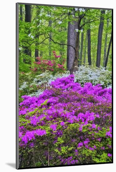 Winterthur Gardens, Delaware, USA-null-Mounted Premium Photographic Print