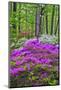 Winterthur Gardens, Delaware, USA-null-Mounted Premium Photographic Print