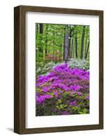 Winterthur Gardens, Delaware, USA-null-Framed Photographic Print