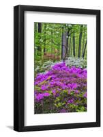 Winterthur Gardens, Delaware, USA-null-Framed Photographic Print