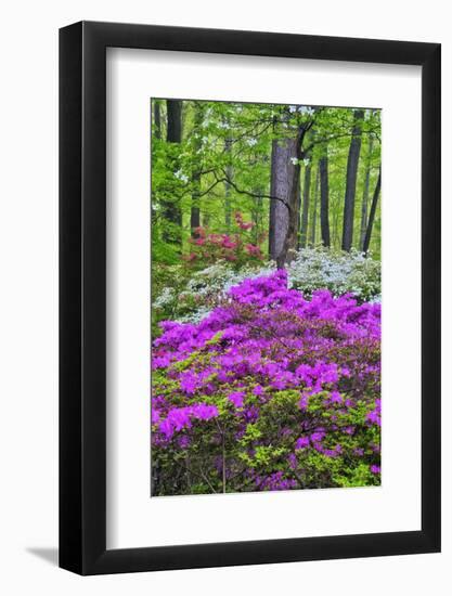 Winterthur Gardens, Delaware, USA-null-Framed Photographic Print