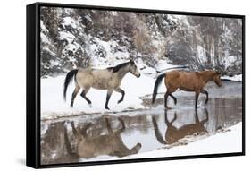 Wintertime, Hideout Ranch, Wyoming. Horses crossing Shell Creek-Darrell Gulin-Framed Stretched Canvas