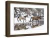 Wintertime, Hideout Ranch, Wyoming. Horses crossing Shell Creek-Darrell Gulin-Framed Photographic Print