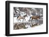 Wintertime, Hideout Ranch, Wyoming. Horses crossing Shell Creek-Darrell Gulin-Framed Photographic Print