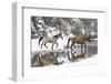 Wintertime, Hideout Ranch, Wyoming. Horses crossing Shell Creek-Darrell Gulin-Framed Photographic Print