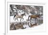 Wintertime, Hideout Ranch, Wyoming. Horses crossing Shell Creek-Darrell Gulin-Framed Photographic Print