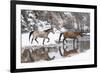 Wintertime, Hideout Ranch, Wyoming. Horses crossing Shell Creek-Darrell Gulin-Framed Photographic Print